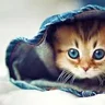 evgenia_p